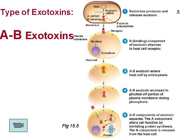 Type of Exotoxins: A-B Exotoxins Fig 15. 5 