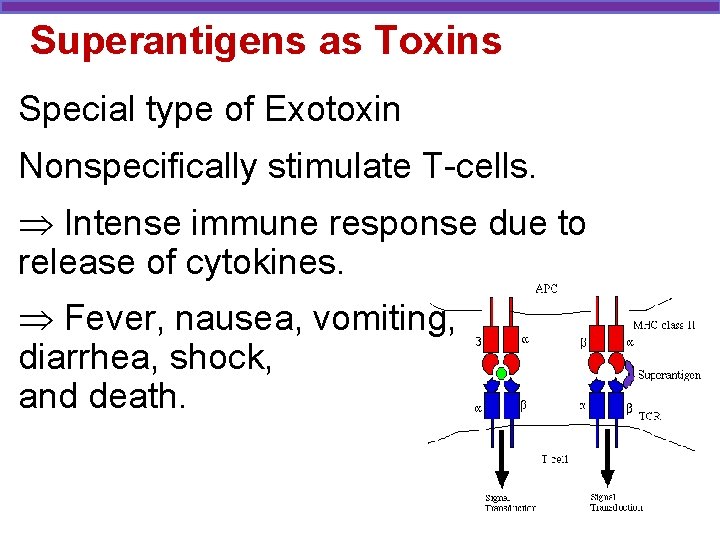 Superantigens as Toxins Special type of Exotoxin Nonspecifically stimulate T-cells. Intense immune response due