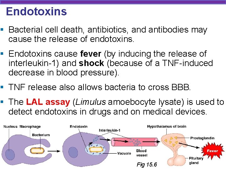 Endotoxins § Bacterial cell death, antibiotics, and antibodies may cause the release of endotoxins.