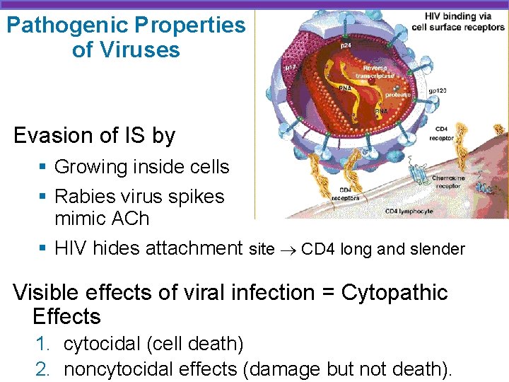 Pathogenic Properties of Viruses Evasion of IS by § Growing inside cells § Rabies