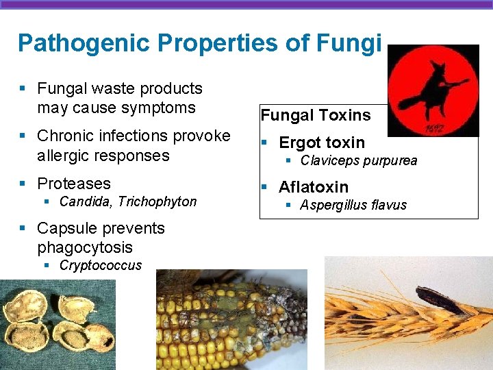 Pathogenic Properties of Fungi § Fungal waste products may cause symptoms Fungal Toxins §