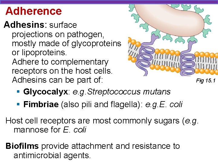 Adherence Adhesins: surface projections on pathogen, mostly made of glycoproteins or lipoproteins. Adhere to