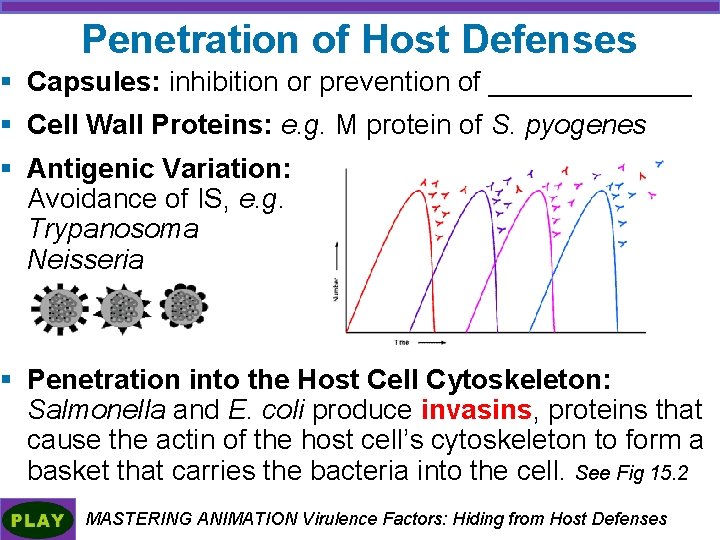 Penetration of Host Defenses § Capsules: inhibition or prevention of _______ § Cell Wall