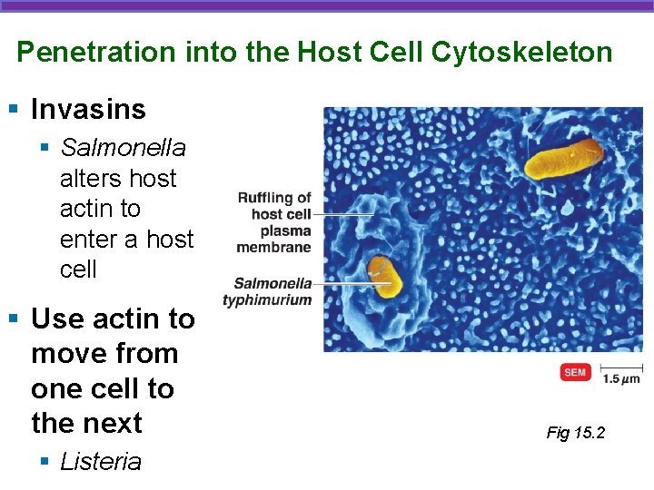 Penetration into the Host Cell Cytoskeleton § Invasins § Salmonella alters host actin to