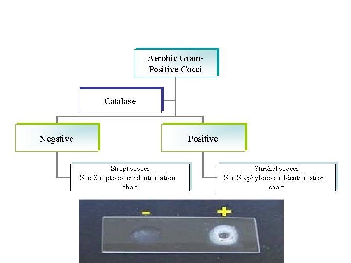 Aerobic Gram. Positive Cocci Catalase Negative Positive Streptococci See Streptococci identification chart Staphylococci See