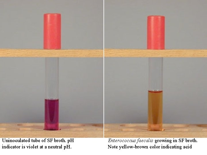 Uninoculated tube of SF broth. p. H indicator is violet at a neutral p.