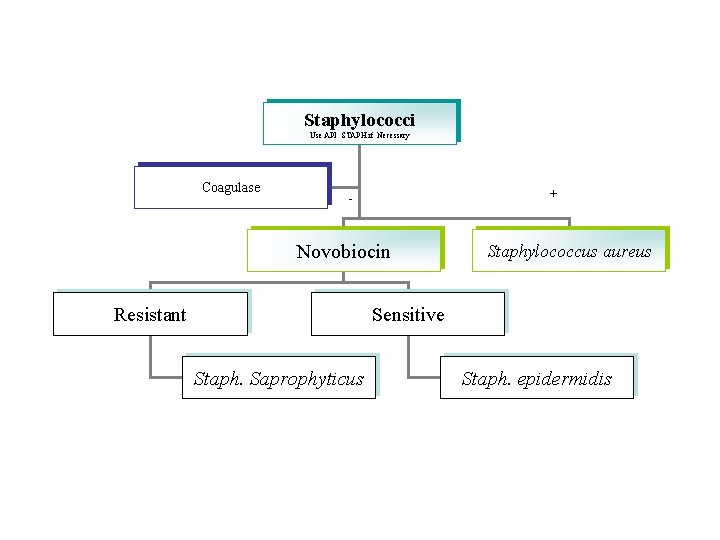 Staphylococci Use API STAPH if Necessary Coagulase + - Novobiocin Staphylococcus aureus Sensitive Resistant