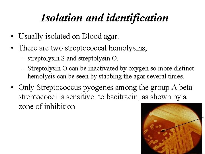 Isolation and identification • Usually isolated on Blood agar. • There are two streptococcal