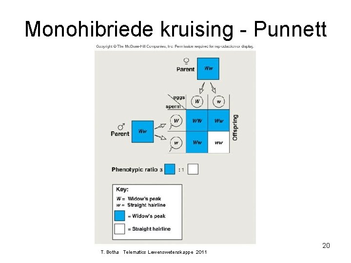 Monohibriede kruising - Punnett 20 T. Botha Telematics Lewenswetenskappe 2011 