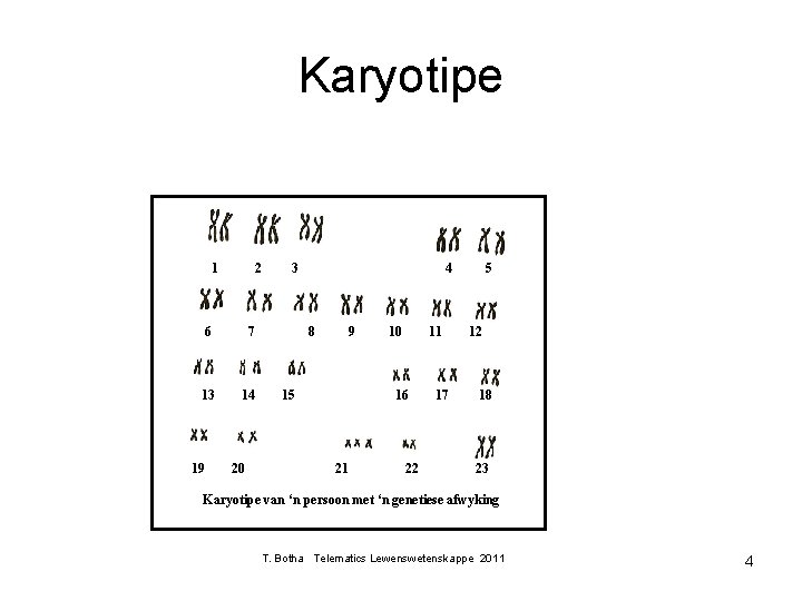 Karyotipe 1 2 6 7 13 14 19 20 3 4 8 9 15