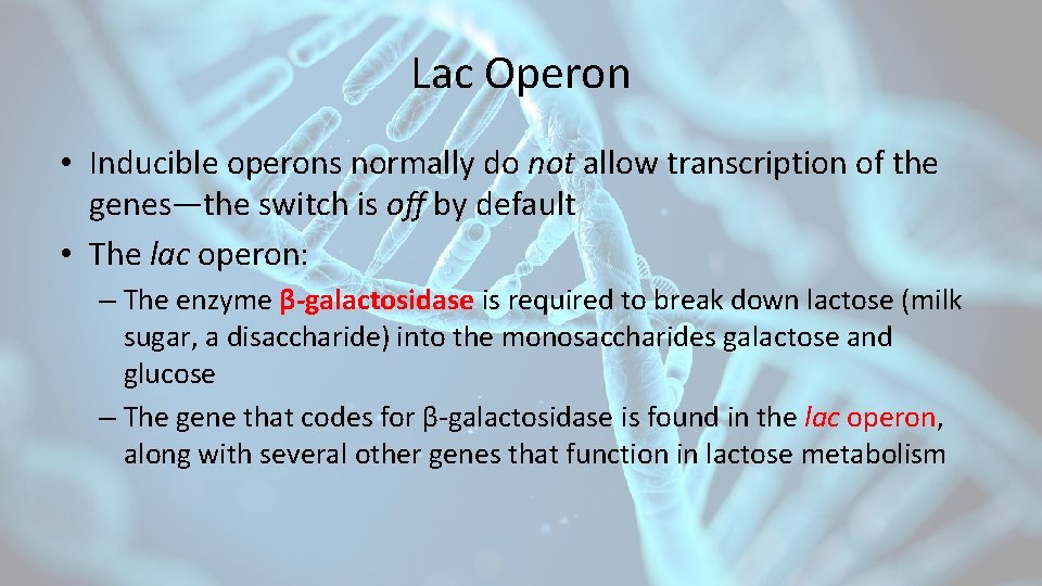 Lac Operon • Inducible operons normally do not allow transcription of the genes—the switch