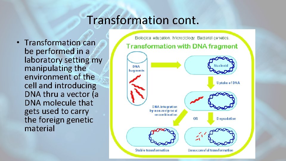 Transformation cont. • Transformation can be performed in a laboratory setting my manipulating the