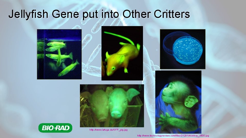 Jellyfish Gene put into Other Critters http: //www. lafuga. de/GFP_pig. jpg http: //www. technologyreview.