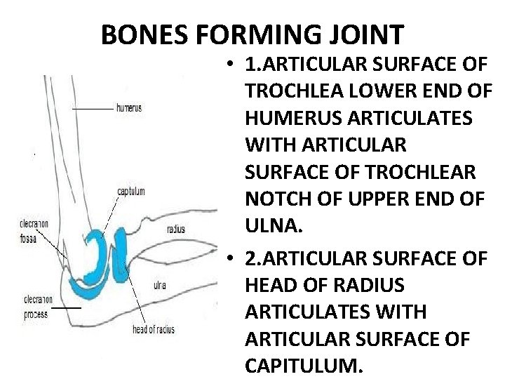 BONES FORMING JOINT • 1. ARTICULAR SURFACE OF TROCHLEA LOWER END OF HUMERUS ARTICULATES