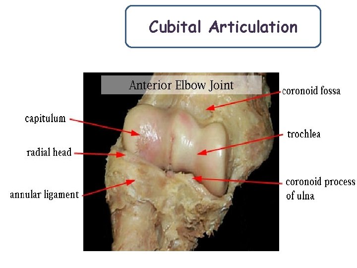 Cubital Articulation 