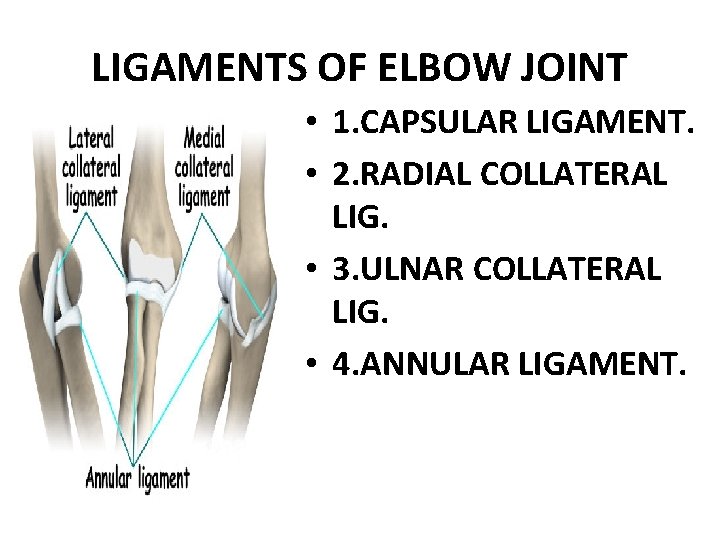 LIGAMENTS OF ELBOW JOINT • 1. CAPSULAR LIGAMENT. • 2. RADIAL COLLATERAL LIG. •