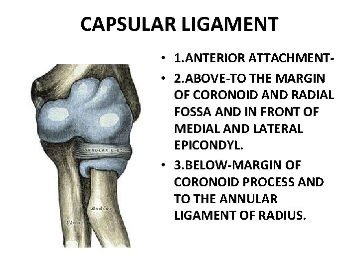 CAPSULAR LIGAMENT • 1. ANTERIOR ATTACHMENT • 2. ABOVE-TO THE MARGIN OF CORONOID AND