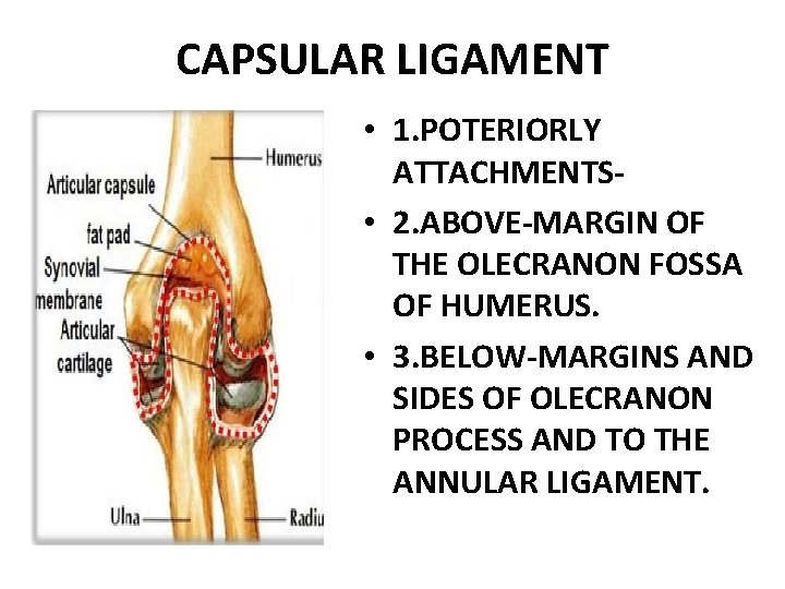 CAPSULAR LIGAMENT • 1. POTERIORLY ATTACHMENTS • 2. ABOVE-MARGIN OF THE OLECRANON FOSSA OF