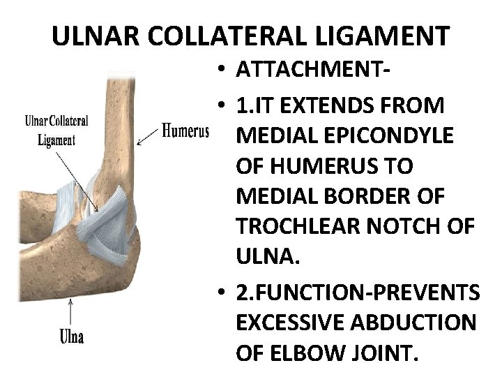 ULNAR COLLATERAL LIGAMENT • ATTACHMENT • 1. IT EXTENDS FROM MEDIAL EPICONDYLE OF HUMERUS