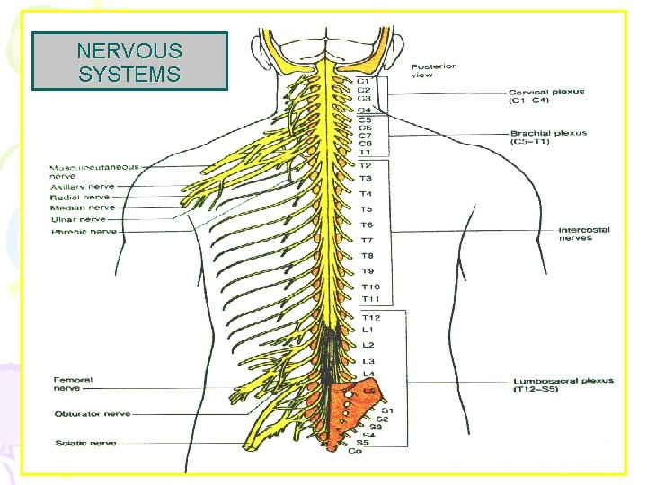 NERVOUS SYSTEMS 
