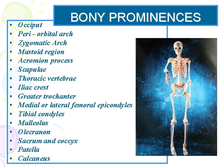  • • • • BONY PROMINENCES Occiput Peri - orbital arch Zygomatic Arch