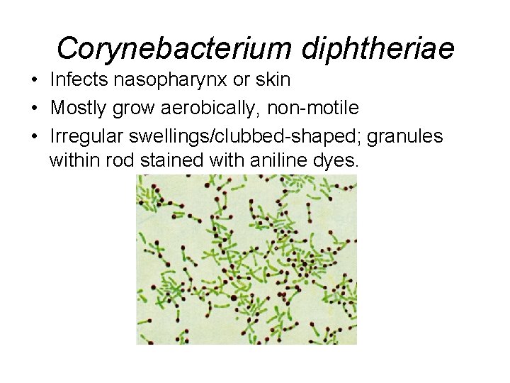 Corynebacterium diphtheriae • Infects nasopharynx or skin • Mostly grow aerobically, non-motile • Irregular