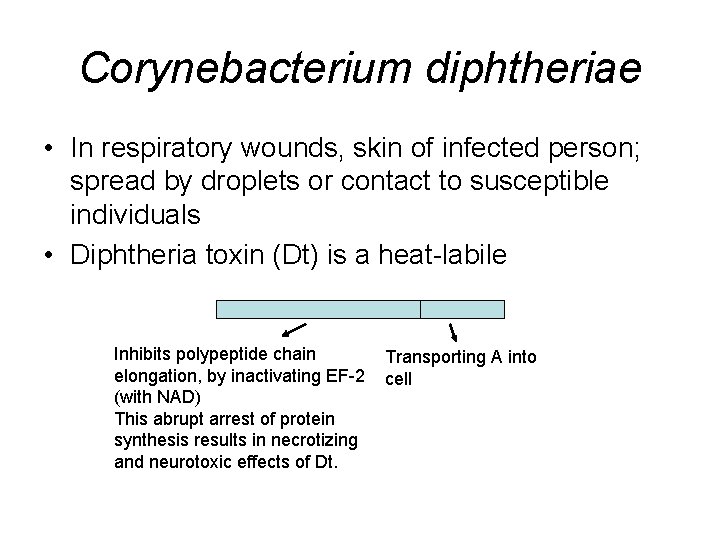 Corynebacterium diphtheriae • In respiratory wounds, skin of infected person; spread by droplets or