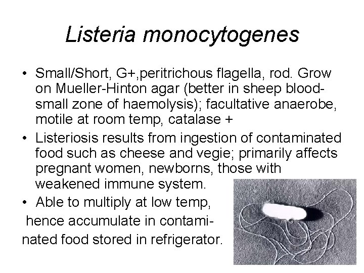 Listeria monocytogenes • Small/Short, G+, peritrichous flagella, rod. Grow on Mueller-Hinton agar (better in