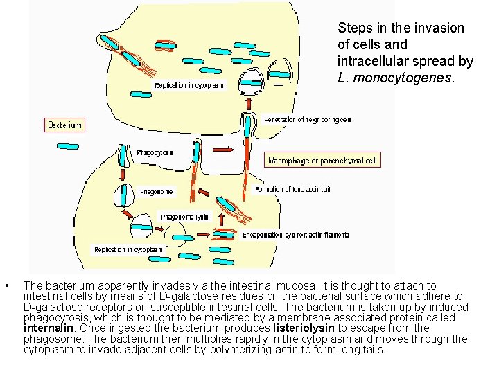 Steps in the invasion of cells and intracellular spread by L. monocytogenes. • The