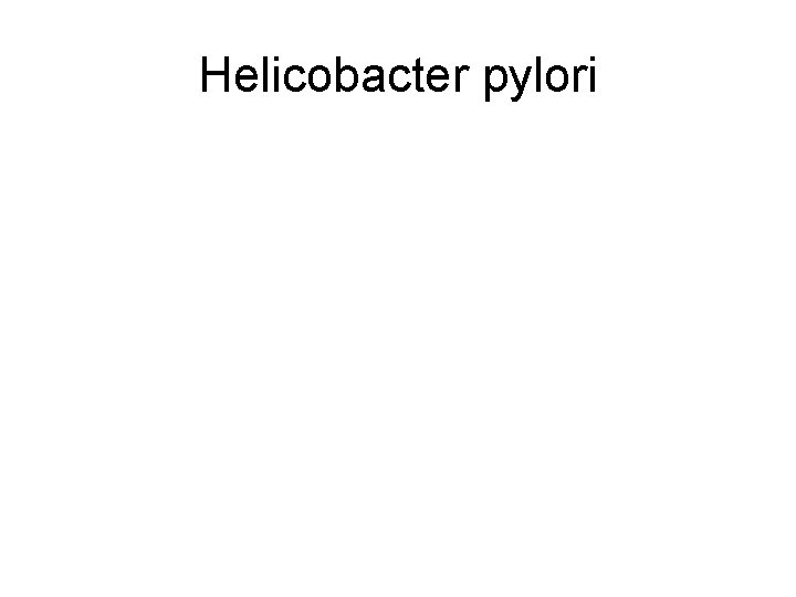 Helicobacter pylori 