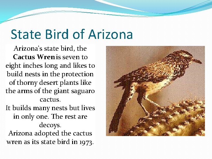 State Bird of Arizona's state bird, the Cactus Wren is seven to eight inches