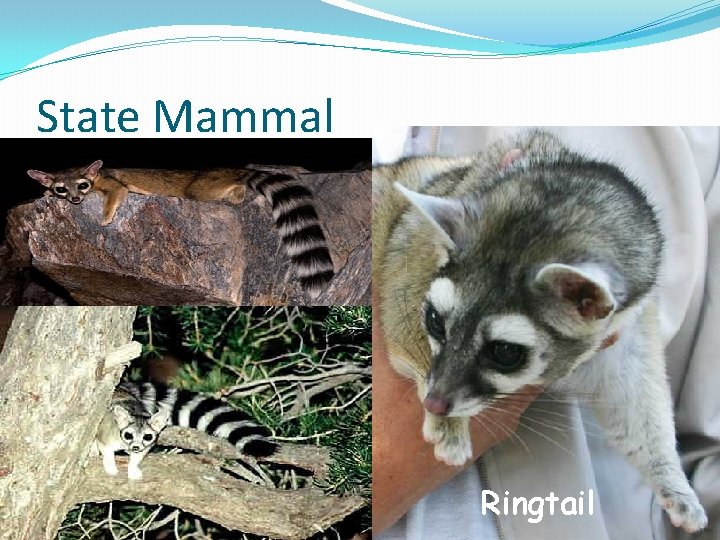 State Mammal Ringtail 