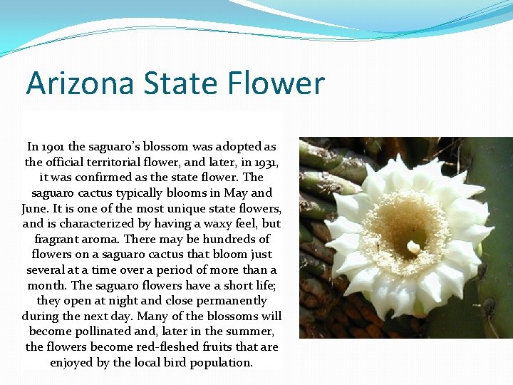 Arizona State Flower In 1901 the saguaro’s blossom was adopted as the official territorial