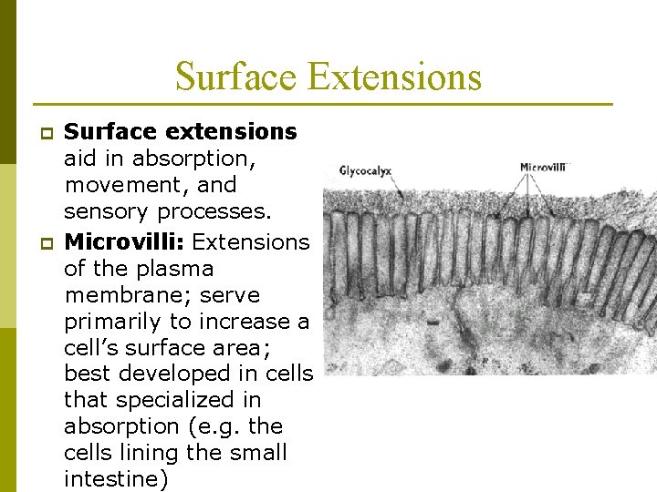 Surface Extensions p p Surface extensions aid in absorption, movement, and sensory processes. Microvilli: