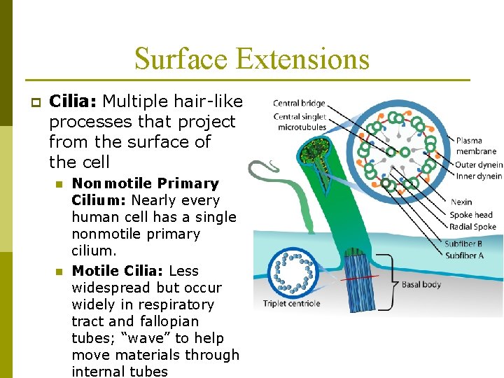 Surface Extensions p Cilia: Multiple hair-like processes that project from the surface of the