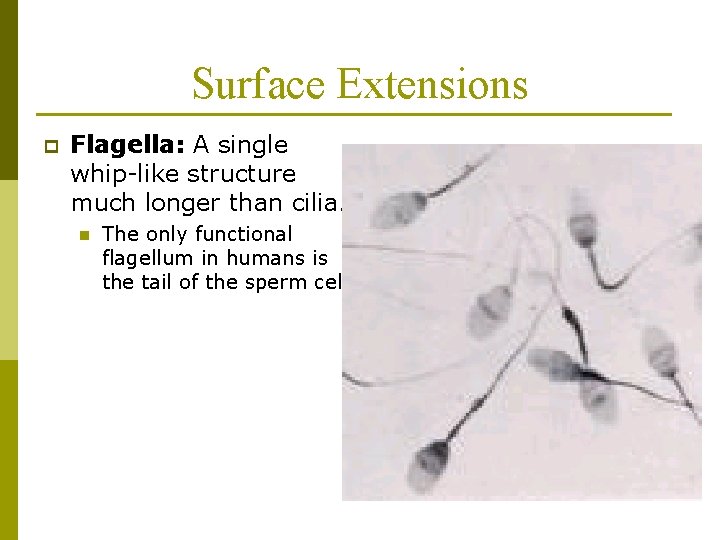 Surface Extensions p Flagella: A single whip-like structure much longer than cilia. n The