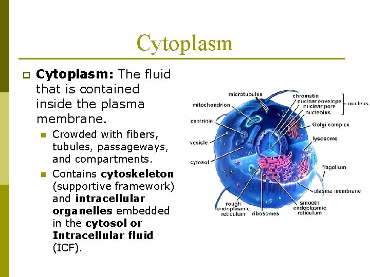 Cytoplasm p Cytoplasm: The fluid that is contained inside the plasma membrane. n n