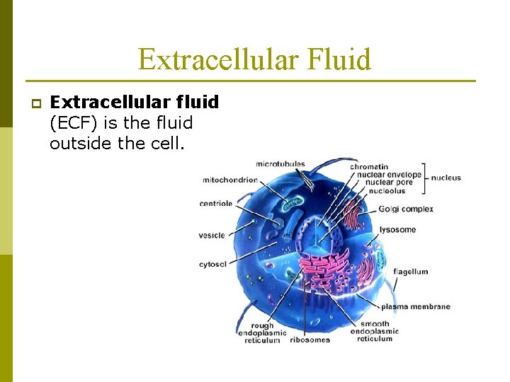 Extracellular Fluid p Extracellular fluid (ECF) is the fluid outside the cell. 