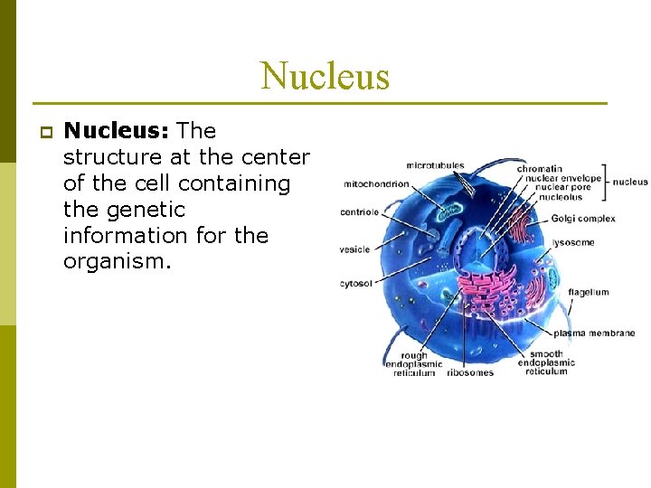 Nucleus p Nucleus: The structure at the center of the cell containing the genetic