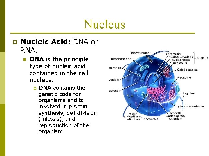 Nucleus p Nucleic Acid: DNA or RNA. n DNA is the principle type of