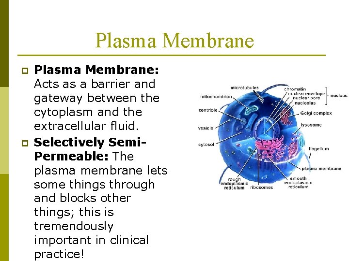 Plasma Membrane p p Plasma Membrane: Acts as a barrier and gateway between the