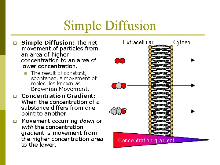 Simple Diffusion p Simple Diffusion: The net movement of particles from an area of