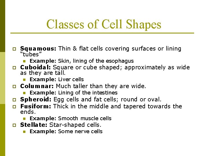 Classes of Cell Shapes p Squamous: Thin & flat cells covering surfaces or lining