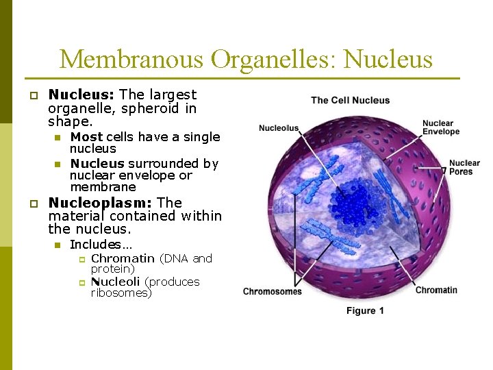 Membranous Organelles: Nucleus p Nucleus: The largest organelle, spheroid in shape. n n p
