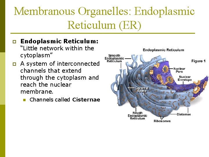 Membranous Organelles: Endoplasmic Reticulum (ER) p p Endoplasmic Reticulum: “Little network within the cytoplasm”