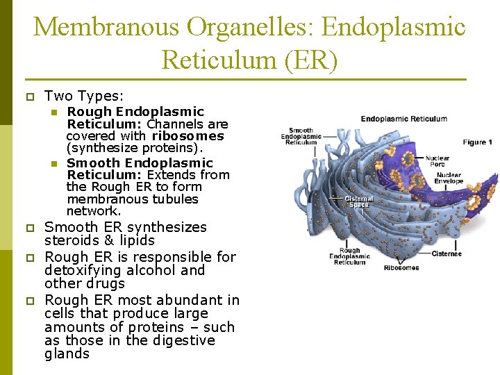 Membranous Organelles: Endoplasmic Reticulum (ER) p Two Types: n n p p p Rough