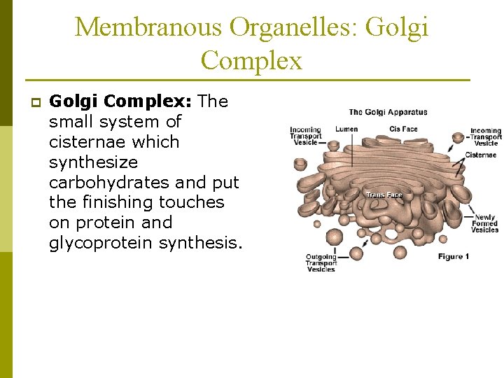 Membranous Organelles: Golgi Complex p Golgi Complex: The small system of cisternae which synthesize