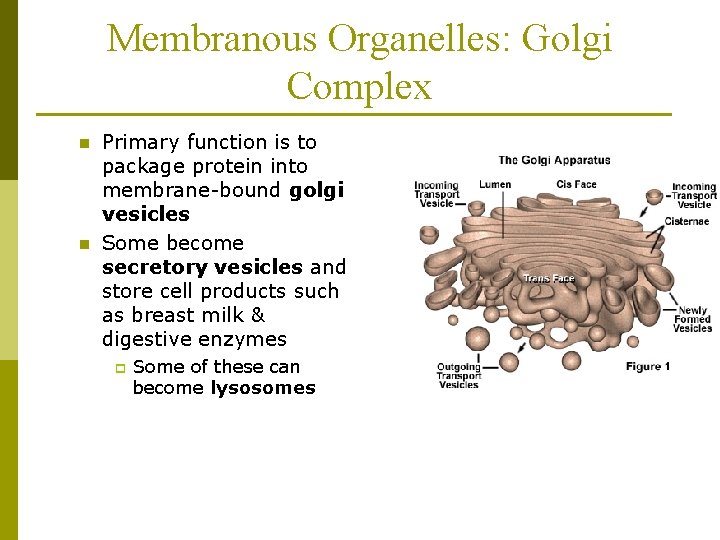 Membranous Organelles: Golgi Complex n n Primary function is to package protein into membrane-bound