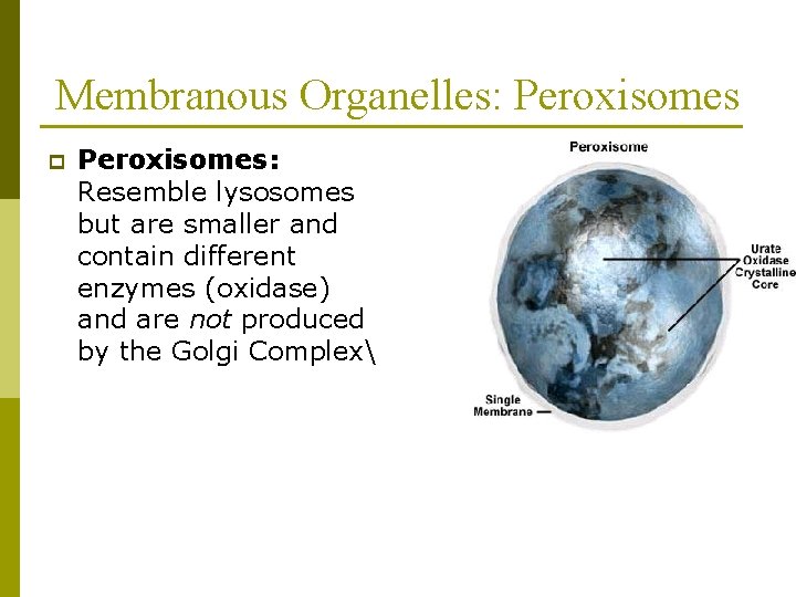 Membranous Organelles: Peroxisomes p Peroxisomes: Resemble lysosomes but are smaller and contain different enzymes