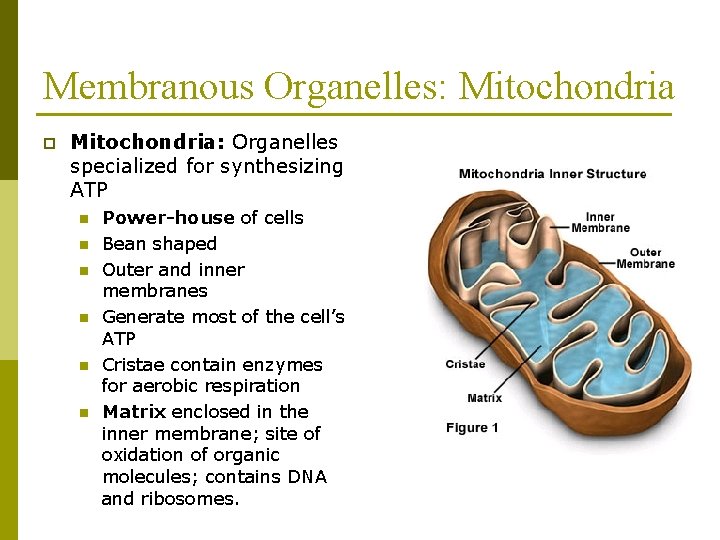 Membranous Organelles: Mitochondria p Mitochondria: Organelles specialized for synthesizing ATP n n n Power-house